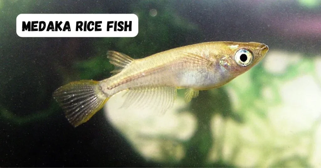 medaka rice fish