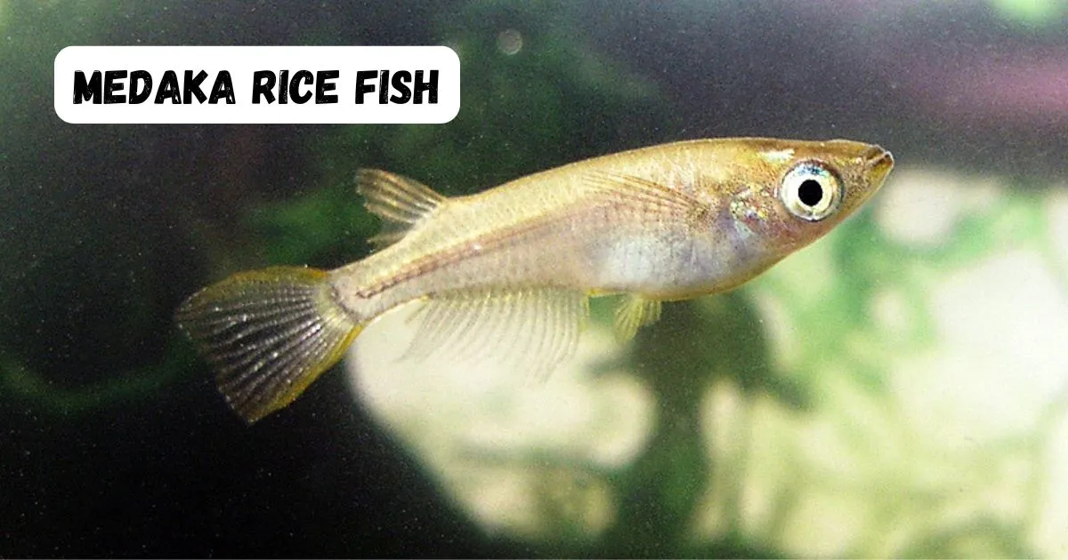 medaka rice fish