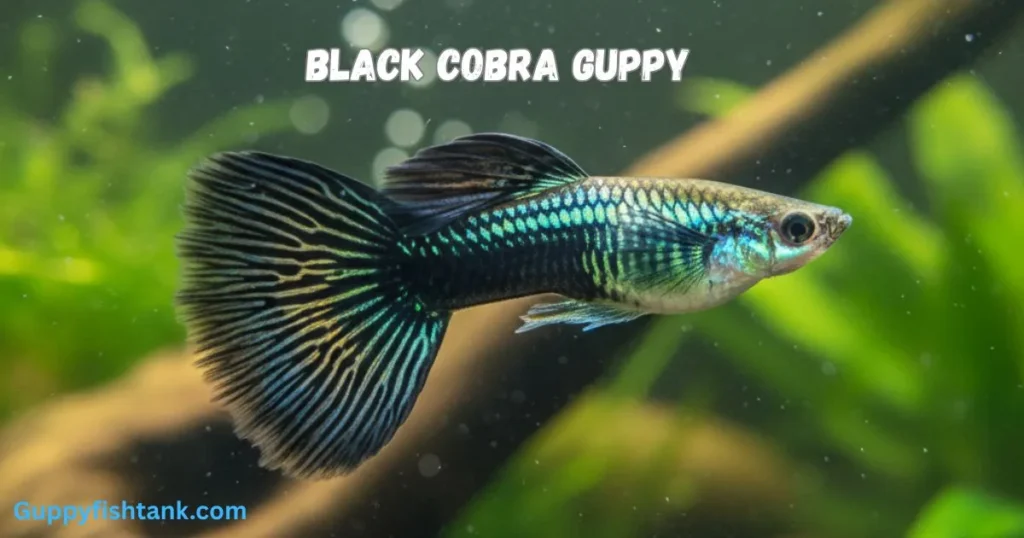 Black Cobra Guppy