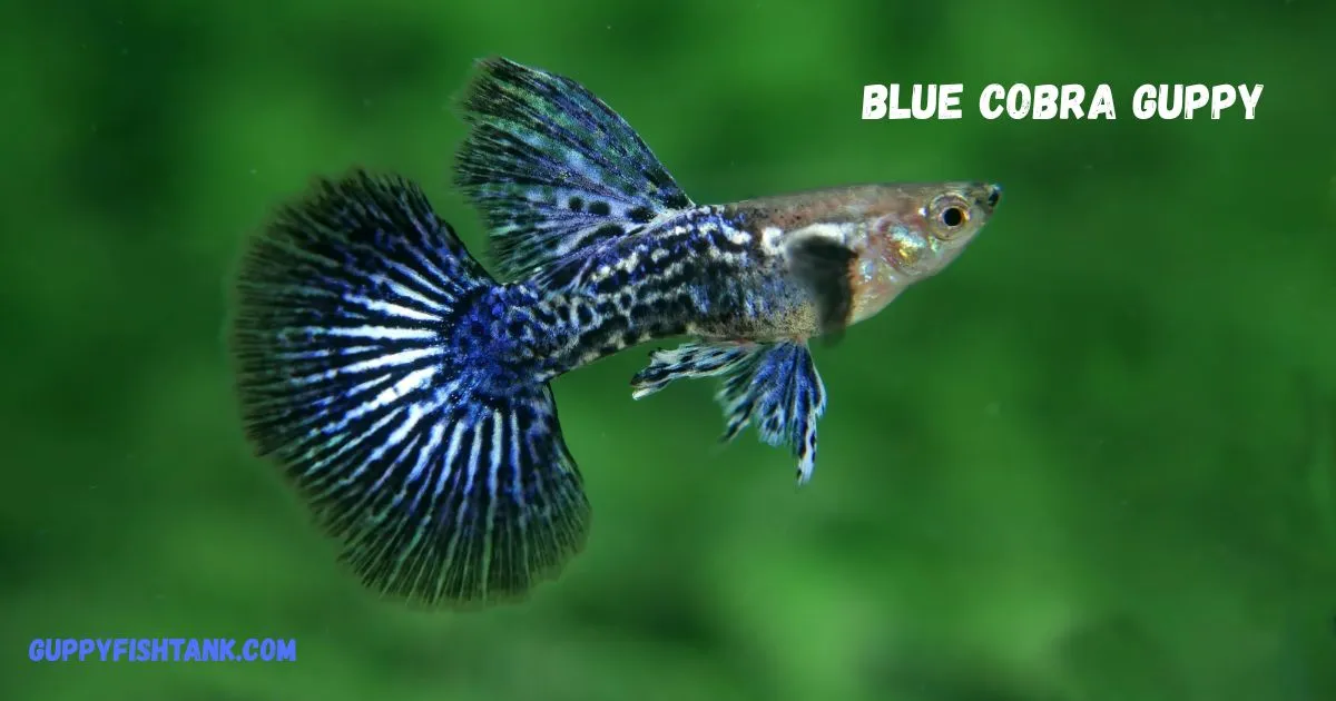 Blue Cobra guppy