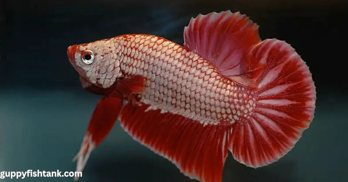 Giant Betta Fish