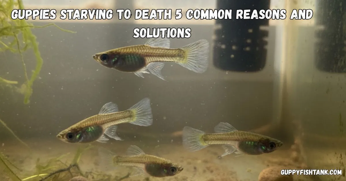 Guppies Starving to Death 5 Common Reasons and Solutions