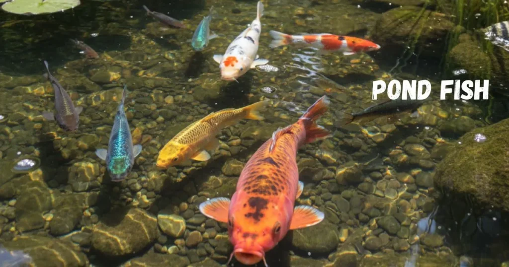 Pond Fish