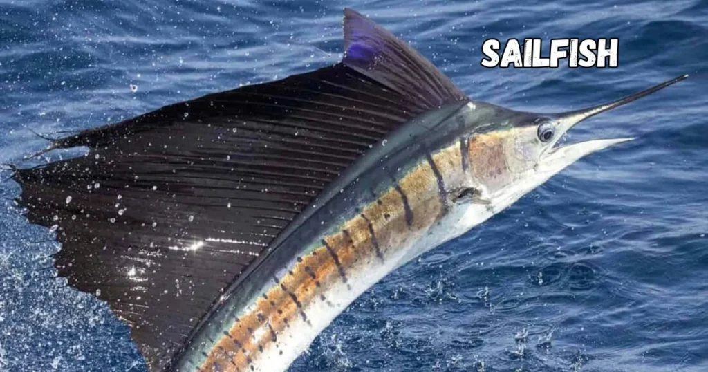 Sailfish Fishing