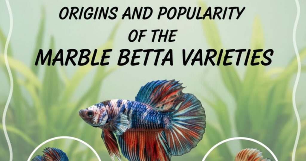 Origins and Popularity of the Marble Betta Varieties