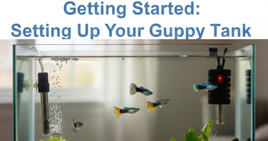 Getting Started: Setting Up Your Guppy Tank