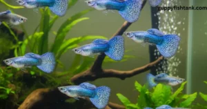 Blue Lace Guppies