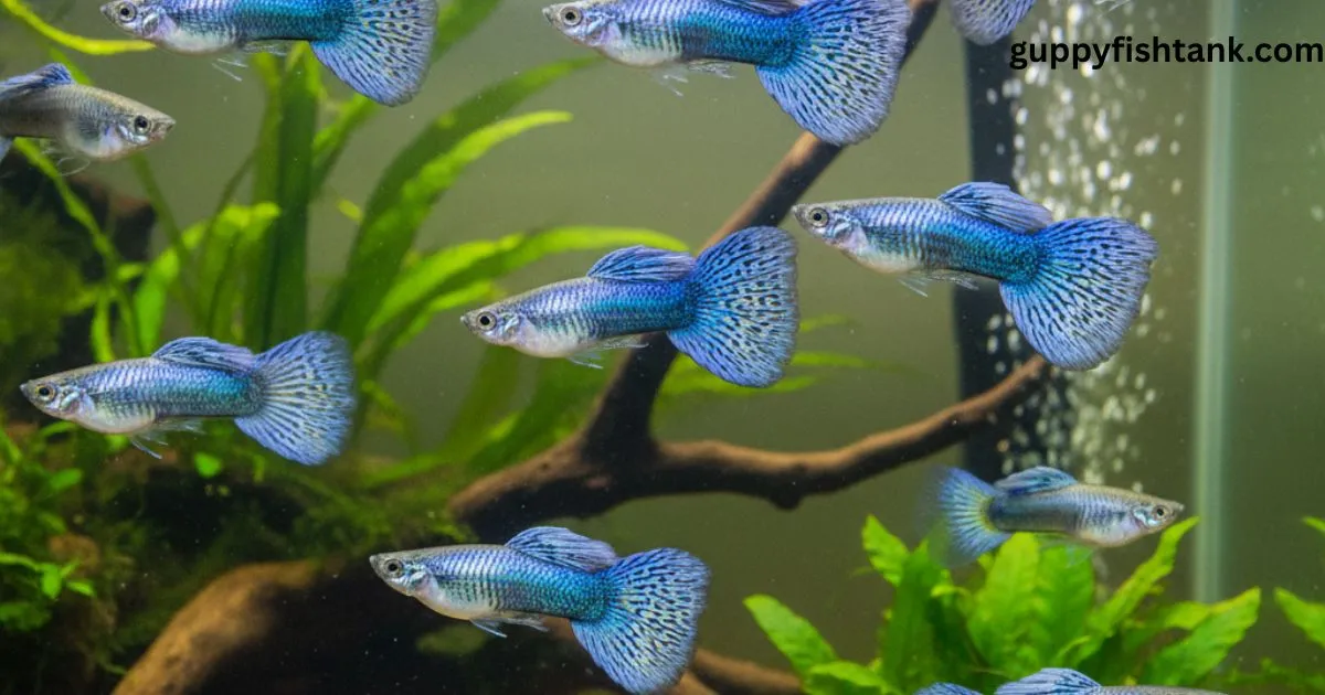 Blue Lace Guppies