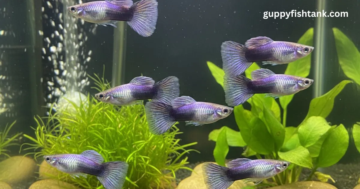 Purple Platinum Guppies
