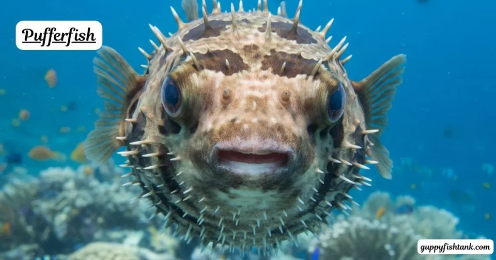 Best Pufferfish Species: Pea, Green Spotted & Care Essentials