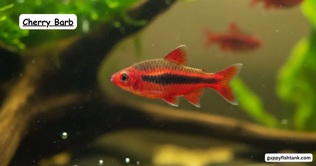 Cherry Barb Care Guide