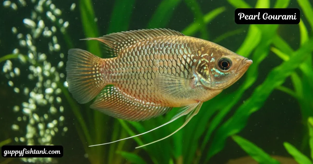 Pearl Gourami