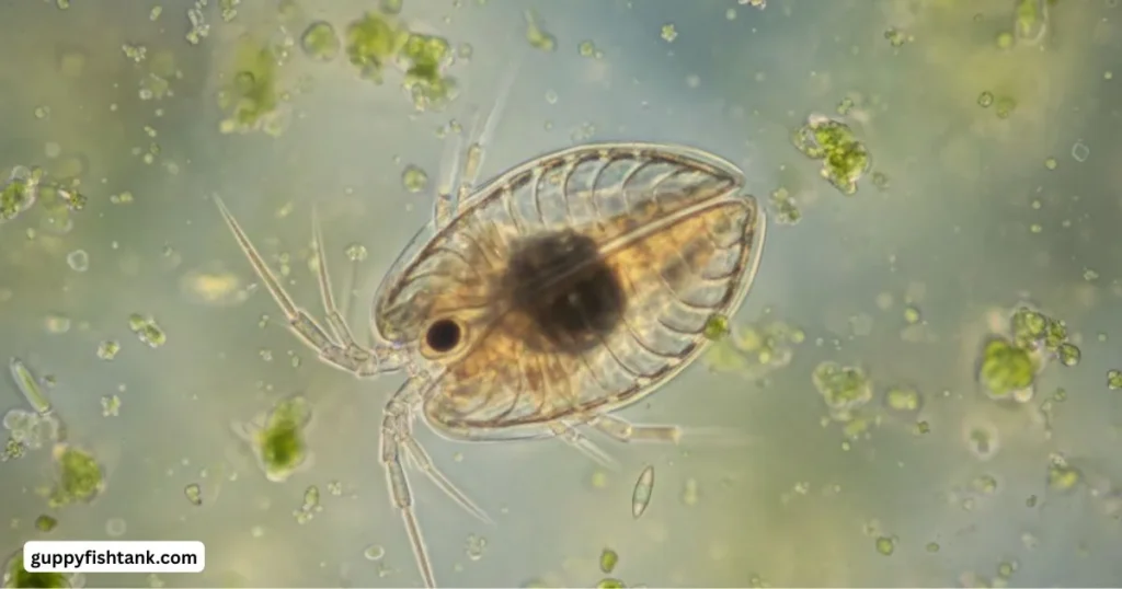 The Amazing Benefits of Seed Shrimp in Freshwater Tanks