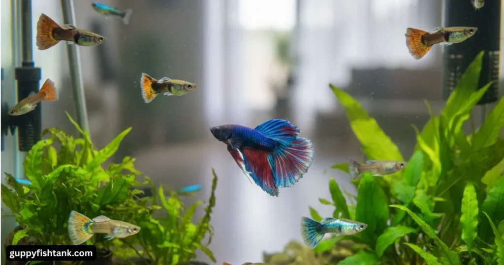 Guppies Live with Bettas? Pros & Cons Your Friendly Guide to Tank Peace