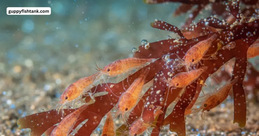 Uncover Amphipods Behavior Diet and Their Role in Aquatic Ecosystems