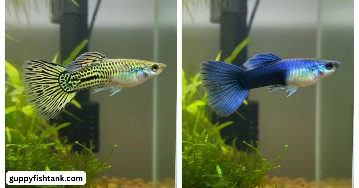 Cobra Guppy vs Tuxedo Guppy