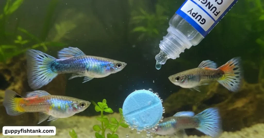Guppy Fungus Treatment Quick Guide to Healthy Fish