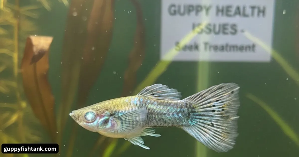 Guppy Health Problems Simple Care Guide