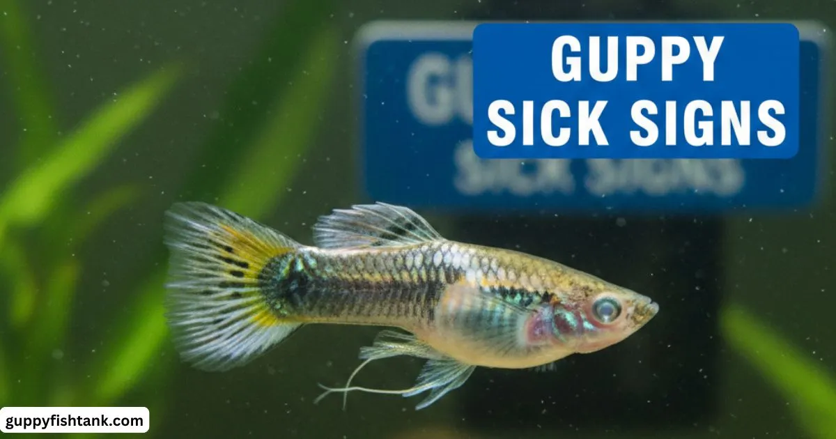 Guppy Sick Sign Early Symptoms Every Fish Owner Should Know